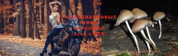 СК Нефтегорск